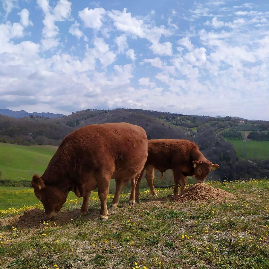 Agriturismo Corzano Barberino di Mugello Kültér fotó